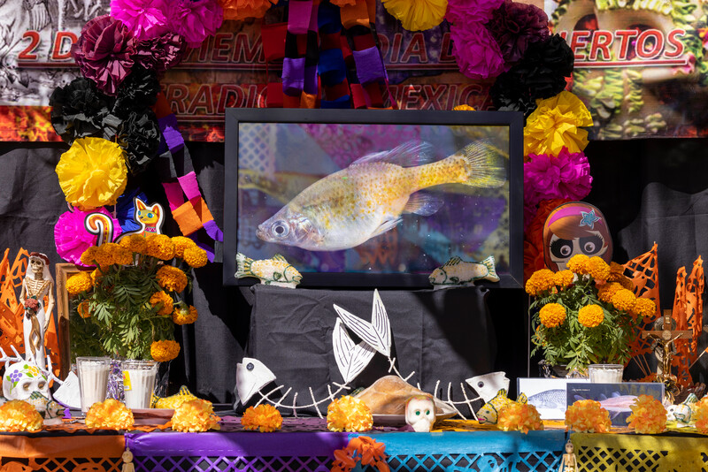 Day of the Dead celebrations at the golden skiffia release. (Photo by Manfred Meiners/Re:wild)