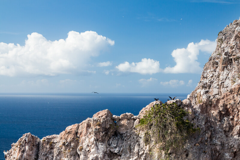 Seabirds on Redonda Island cliffs.  © Ed Marshall / Fauna & Flora 