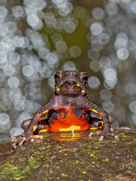 Malabar Torrent Toad (Ghatophryne ornata, India, Vulnerable. (Photo by Sandeep Das)
