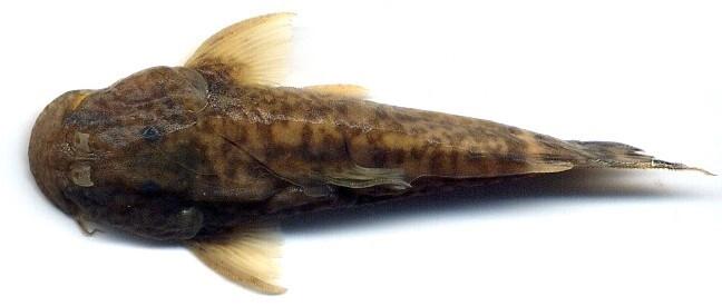 Andean Catfish, Preñadilla (Astroblepus aff. Ubidiai). Photo by  Ictiologia Universidad Católica de Oriente via Creative Commons license