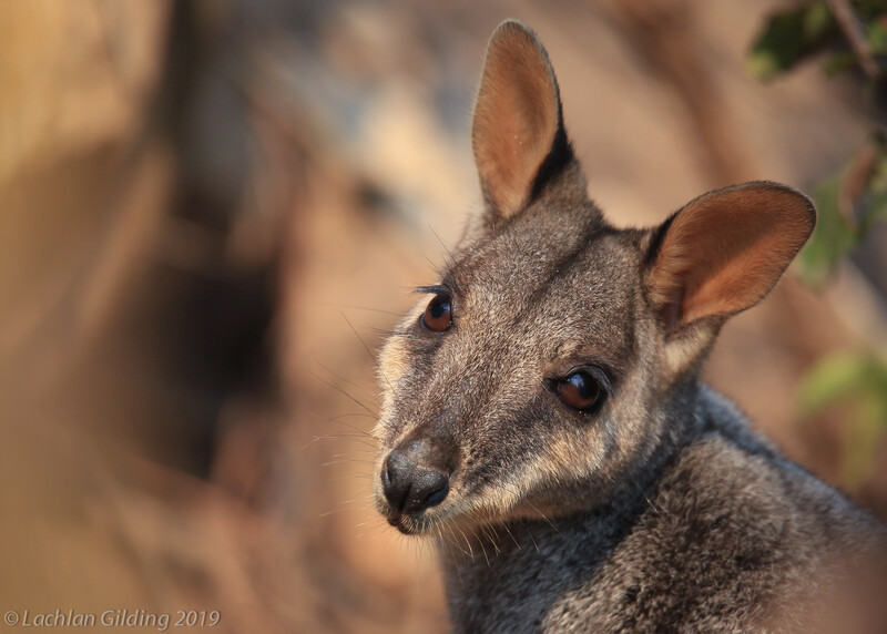 Courtesy of Aussie Ark