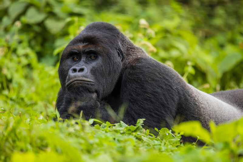Eastern Lowland Gorillas at the Gorilla Rehabilitation and Conservation Education Center (photo by Bobby Neptune)