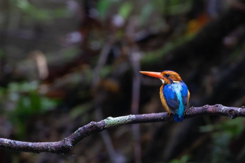 A female Manus Dwarf Kingfisher, a bird lost to science from 2002 to 2022. (Photo by Joshua Bergmark/Ornis Birding Expeditions)