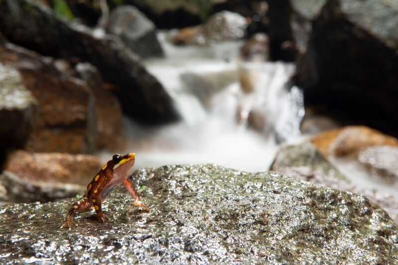 Photo by Gustavo Pazmiño