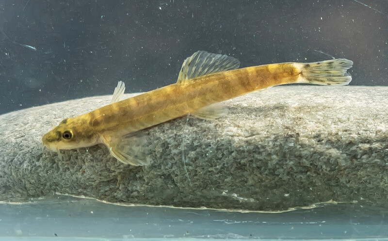 A Batman River Loach. (Photo courtesy of Re:wild)