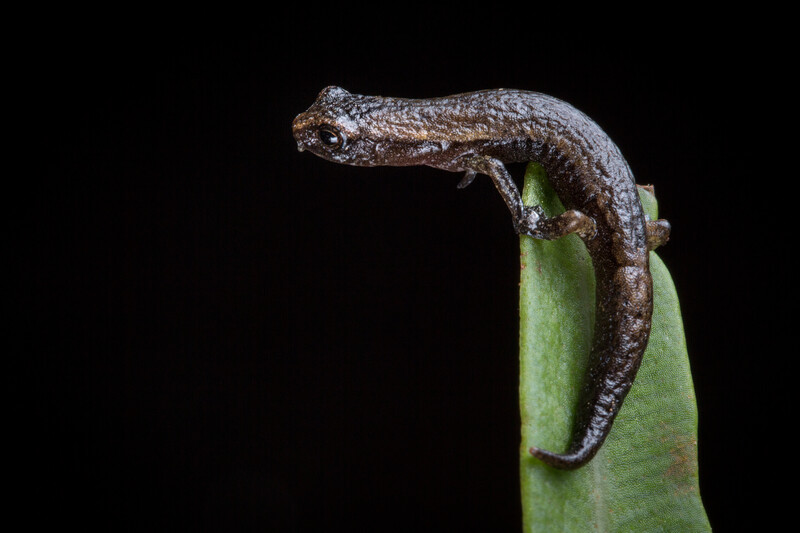 A juvenile Hartweg's climbing salamander (Bolitoglossa hartwegi), a Vulnerable species in the Cuchumatanes mountains of Guatemala. (Photo by © Robin Moore/Re:wild)