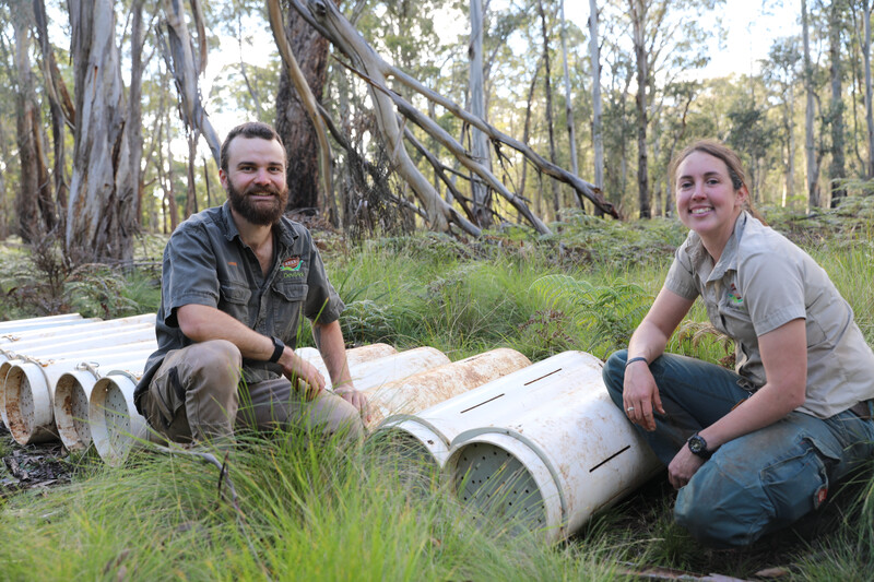 Aussie Ark keepers Kelly and Lockie ready to release Tasmanian Devils into a wild sanctuary on Barrington Tops. (Photo by Aussie Ark)