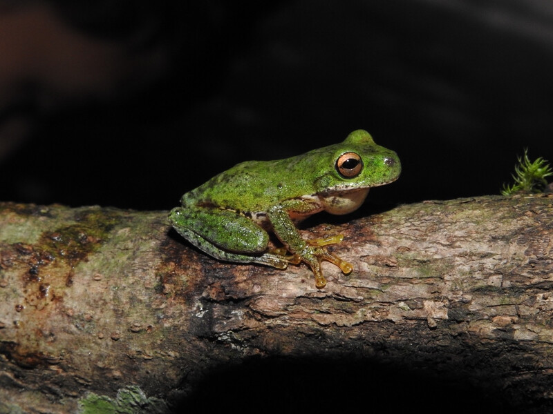 As a result of conservation efforts, the Sierra Juarez Brook Frog (Duellmanohyla ignicolor), from Mexico, went from Critically Endangered to Near Threatened on the IUCN Red List of Threatened Species. (Photo by Chris Grünwald Herp CC)