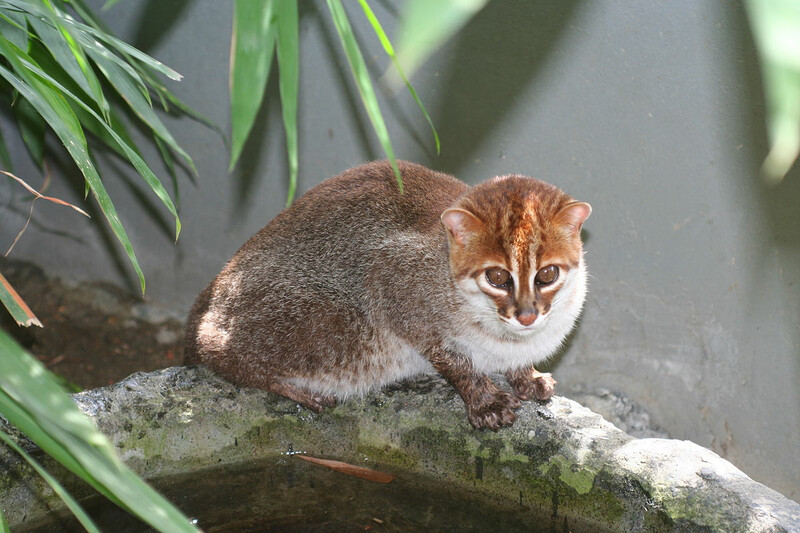 Ten Amazing Small Wild Cats, Science