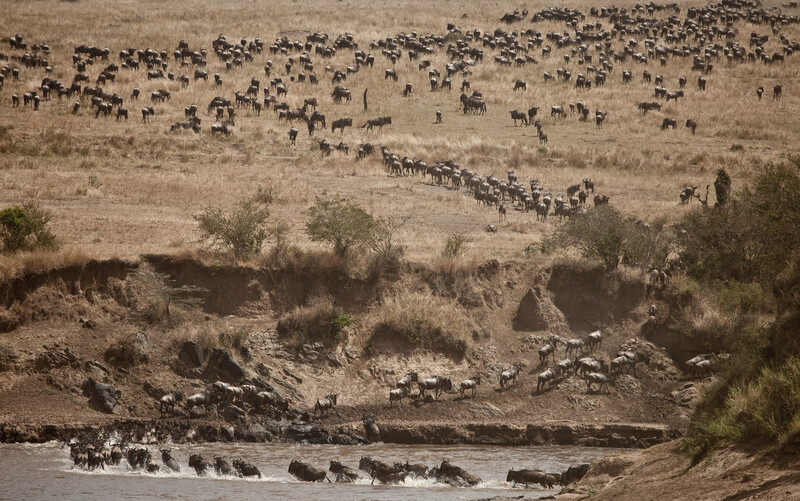Wildebeest migration in the Maasai Mara. The recovery of Wildebeest numbers has helped turn the Serengeti ecosystem from a carbon source into a carbon sink (Photo by Robin Moore/Re:wild)