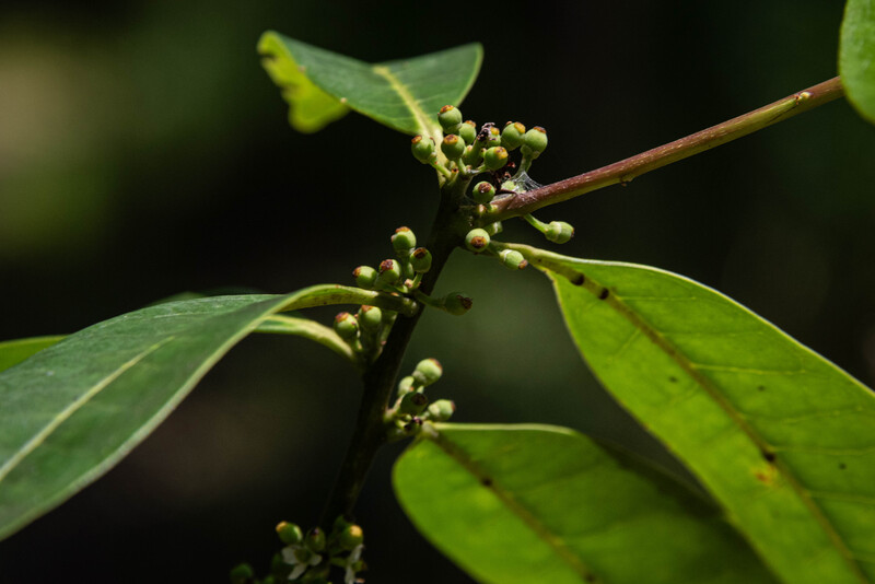 Pernambuco Holly (Ilex Sapiiformis). (Photo by Fred Jordão)