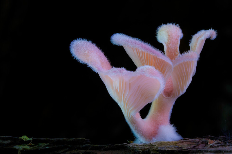 Hairy Oyster Mushroom, Panus lecomtei (Photo copyright Stephen Axford and Catherine Marciniak, www.planetfungi.movie)
