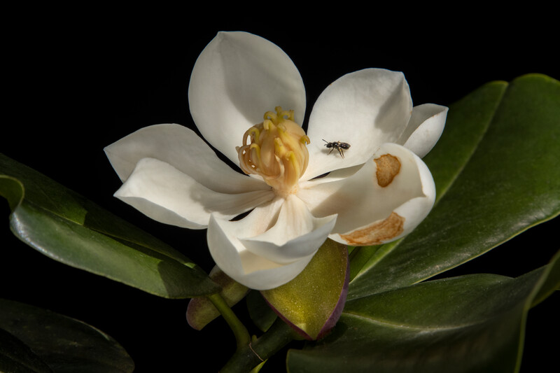 Magnolia emarginata flowering bloom and pollinator Photo by Eladio Fernandez