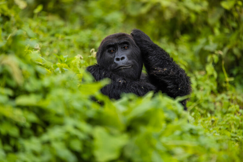 Eastern Lowland Gorillas at the Gorilla Rehabilitation and Conservation Education Center (photo by Bobby Neptune)