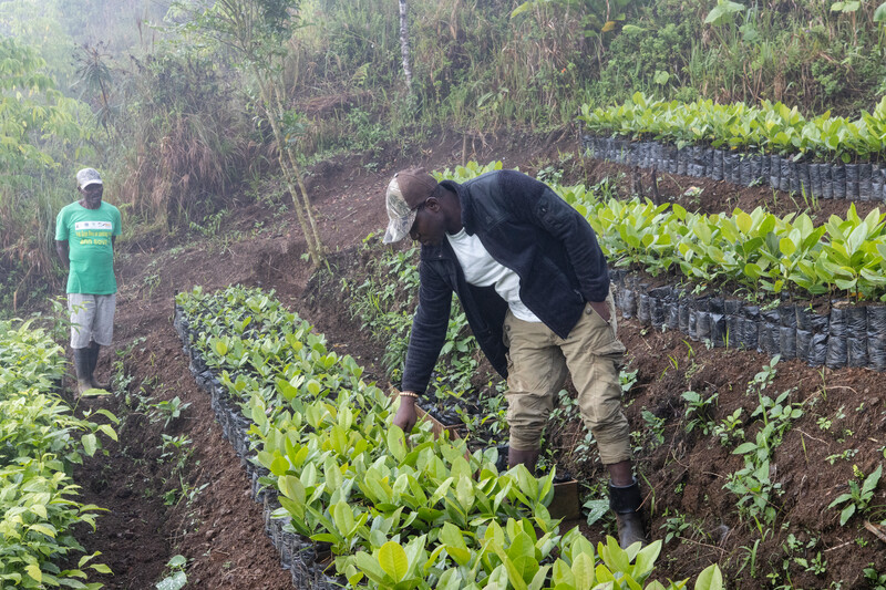 Hired local community member tending to native plants at Haiti National Trust nursery.