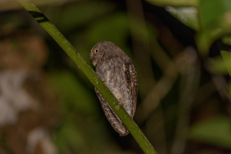 A Choco screech-owl photographed during an expedition to Alto Sinú, in Córdoba department in Colombia, in search of the  Sinú parakeet. The Choco screech-owl had only been documented in Córdoba once before during the 1960s. (Hugo Herrera/Sociedad Ornitológica de Córdoba)