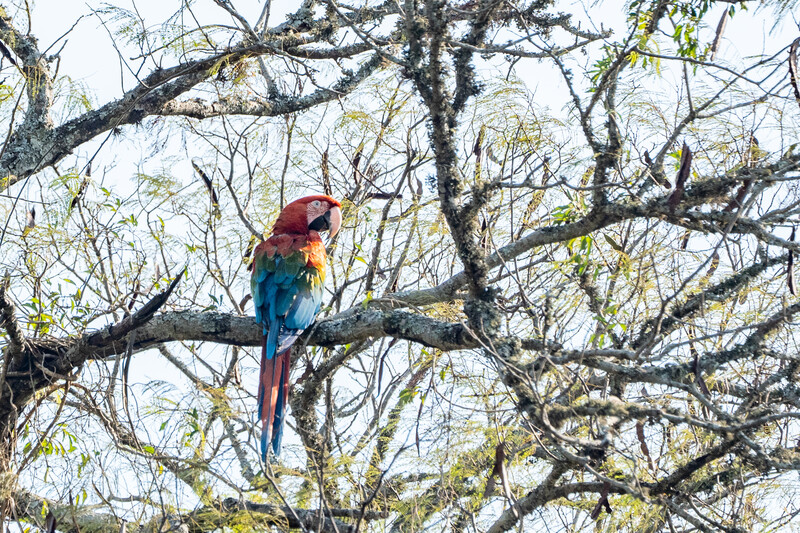 Future Engineers :: Future Creatures Challenge :: Gallery :: Ground  Dwelling Scarlet Macaws