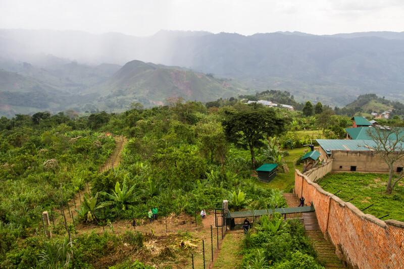 GRACE Gorillas sanctuary habitats. 