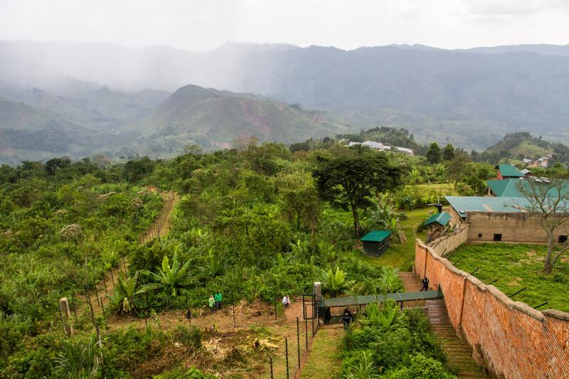GRACE Gorillas sanctuary habitats. 