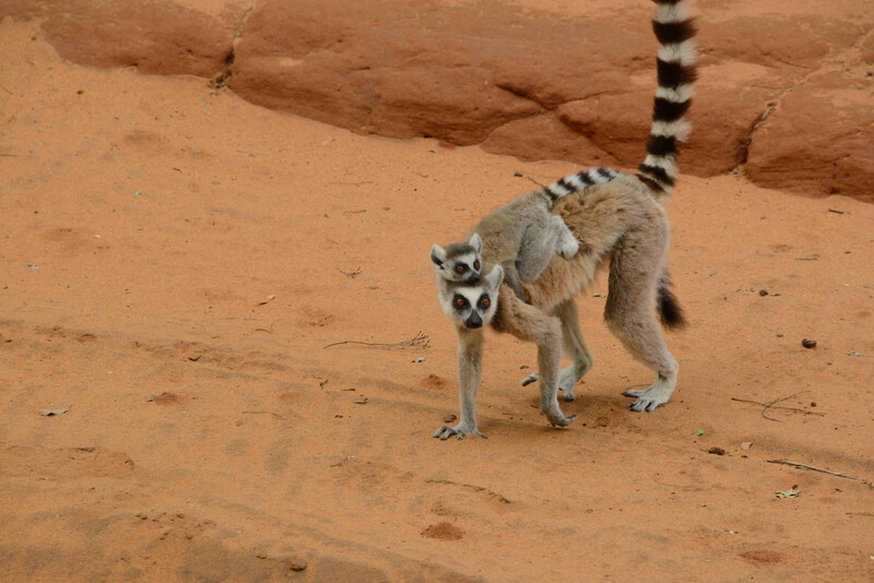 Travel: Madagascar boasts plants and animals found nowhere else on Earth –  Orange County Register