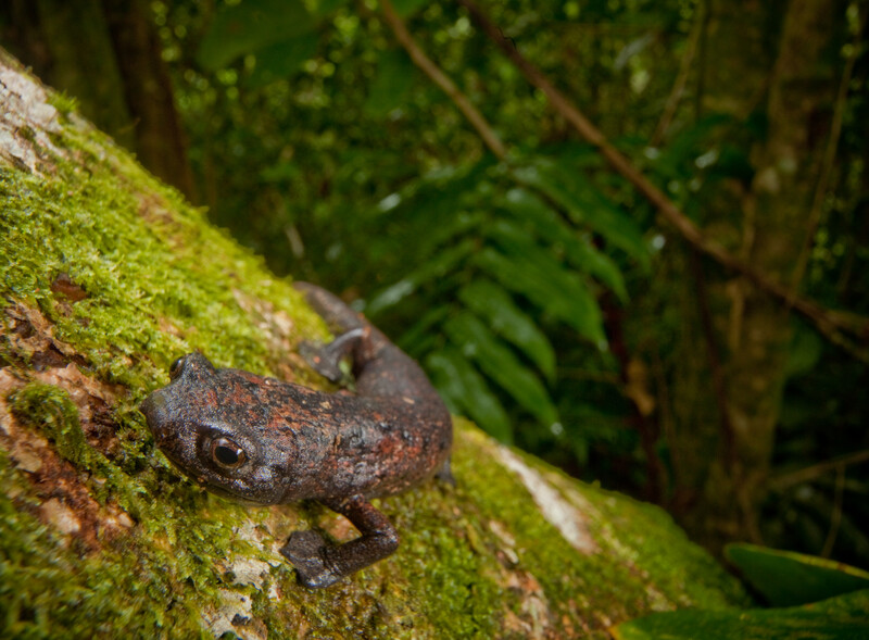 Giant Palm Salamander (Bolitoglossa dofleini), whose forest home was protected through the creation of a new reserve in the Sierra Caral of Guatemala. The species is listed as Near Threatened on the IUCN Red List of Threatened Species. (Photo by © Robin Moore/Re:wild)