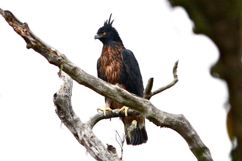Black-and-chestnut Eagle (Spizaetus isidori). Photo by Joseph Blowers via Creative Commons license