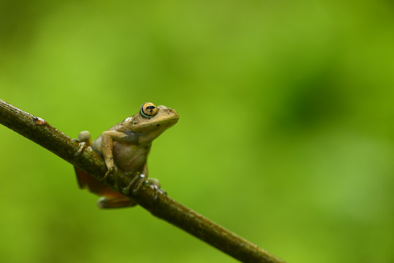 Boophis blommersae, Madagascar, Vulnerable (Photo by Dr Mark D. Scherz, Natural History Museum of Denmark)