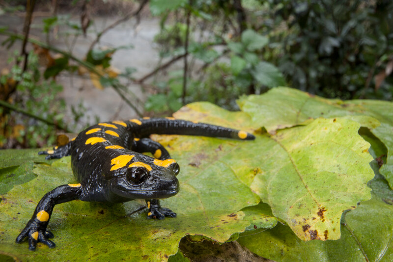 Near Eastern Fire Salamander (Salamandra infraimmaculata) is a species of Least Concern photographed in Israel. (Photo by © Robin Moore / Re:wild)