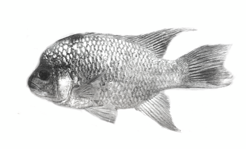 The Itasy cichlid is found in Lake Itasy and the central highlands of Madagascar. It was thought to be exinctint until 2010 when it was found in a pond that was a tributary of the Tsiribihina River. The last sighting before the rediscovery was in the 1970s. (Photo courtesy of Shoal)