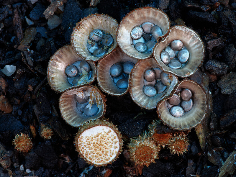 Birds Nest Fungus, Cyathus novaezelandiae, New South Wales Australia (Photo copyright Stephen Axford and Catherine Marciniak, www.planetfungi.movie)