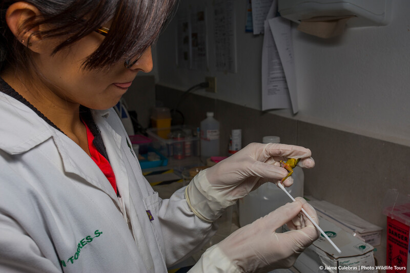 A researchers swabs an Atelopus bomolochos at Centro Amaru in Ecuador. (Photo by Jaime Culebras/Photo Wildlife Tours)