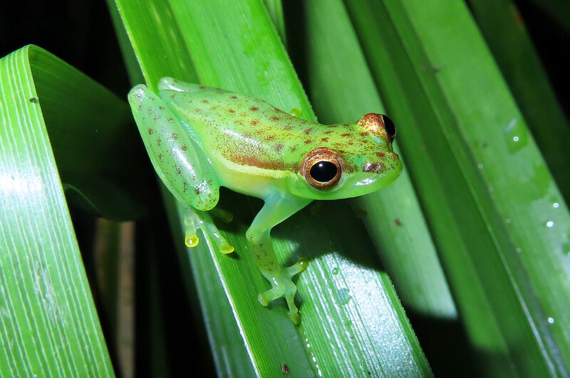 The Tapir valley tree frog (Tlalocohyla celeste), a newly described species that was discovered in a Costa Rican Nature Reserve. It’s only known home is a 20-acre wetland area on the reserve. (Photo by Valeria Aspinall)