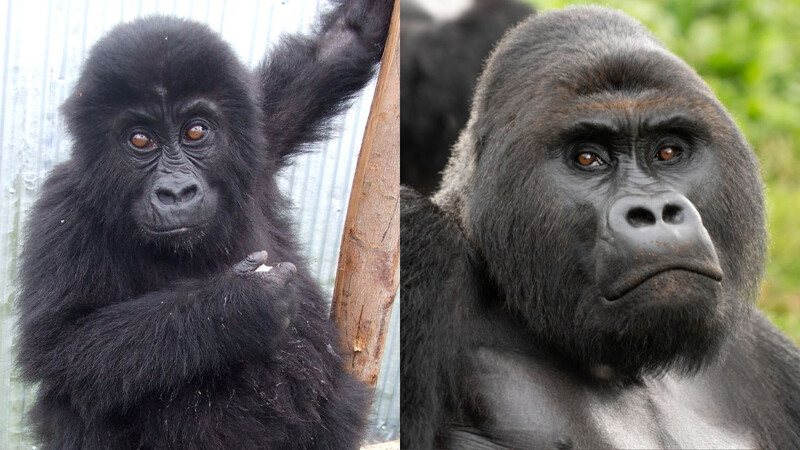 (Left) Young Kighoma in a temporary care facility after rescue. (Right) Kighoma in 2022, a mature silverback and leader of the GRACE Gorillas group.
