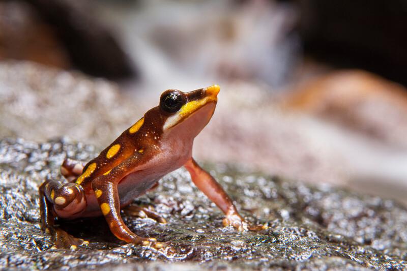 Photo by Gustavo Pazmiño