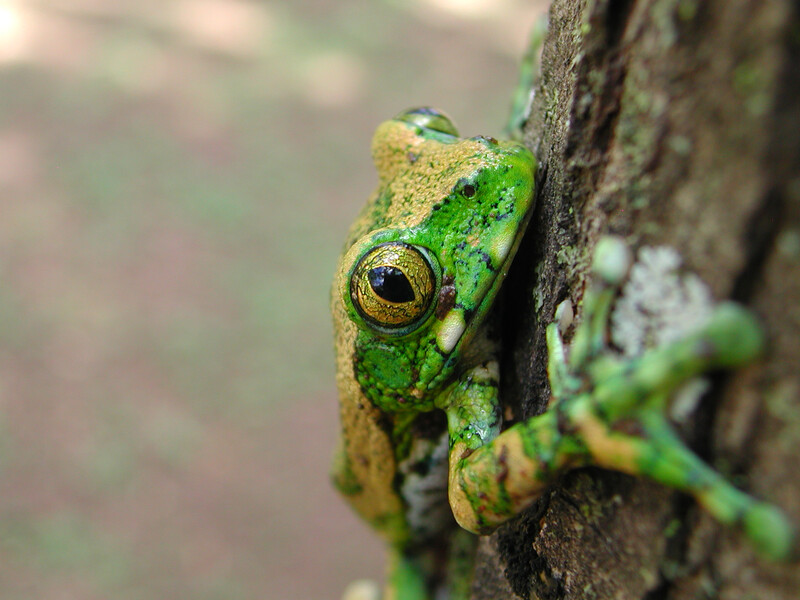 Vermiculated Tree Frog (Leptopelis vermiculatus), Tanzania, Endangered. (Photo by Tim Davenport, Re:wild)