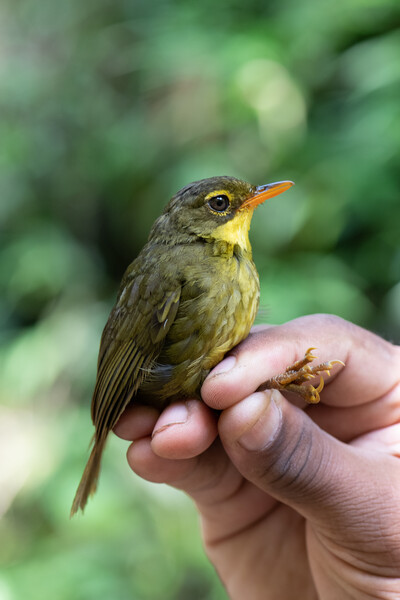 PHOTO: A dusky Tetraka, the second species to be rediscovered by the Search for Lost Birds. (Photo by John C. Mittermeier)    The dusky tetraka, a small olive and yellow-throated bird that hops around on the ground and has eluded ornithologists for 24 years, was rediscovered by an expedition team searching the tropical forests of northeastern Madagascar. The expedition team, led by The Peregrine Fund’s Madagascar Program, found the species in two different remote sites; one on the Masoala peninsula and another near Andapa in late December 2022 and early January. The last documented sighting of the dusky tetraka was in 1999, making it one of the top 10 most wanted lost birds by the Search for Lost Birds, a collaboration between Re:wild, American Bird Conservancy and BirdLife International.