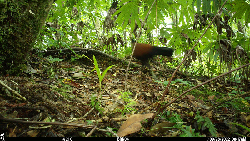 The black-naped pheasant-pigeon, a species lost to science since 1882, was rediscovered after camera traps setup by an expedition team with the Search for Lost Birds in Papua New Guinea captured photos of the large, ground-dwelling bird in Papua New Guinea. (Doka Nason/American Bird Conservancy)