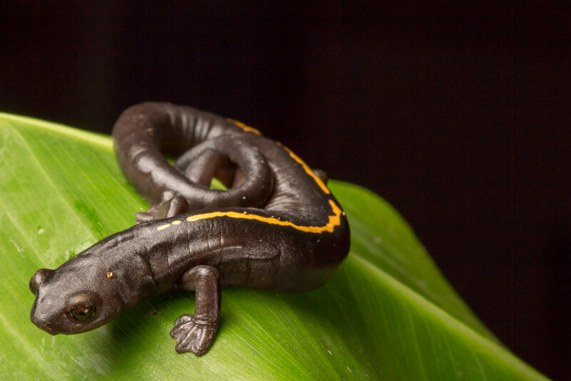 Müller's Mushroomtongue Salamander (Bolitoglossa mulleri), a Vulnerable species from the Cuchumatanes Mountains of Guatemala.  (Photo by Robin Moore / Re:wild)