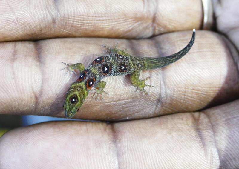 Union Island gecko (Gonatodes daudini)