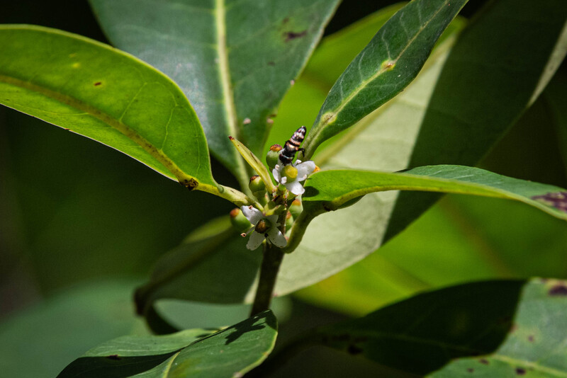 Pernambuco Holly (Ilex Sapiiformis). (Photo by Fred Jordão)