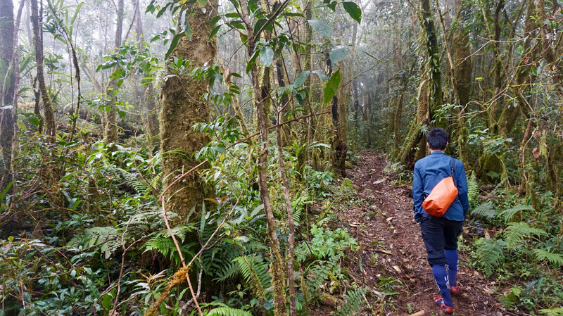 Hiking in rainforest of Vietnam (Bidoup Nui Ba NP)