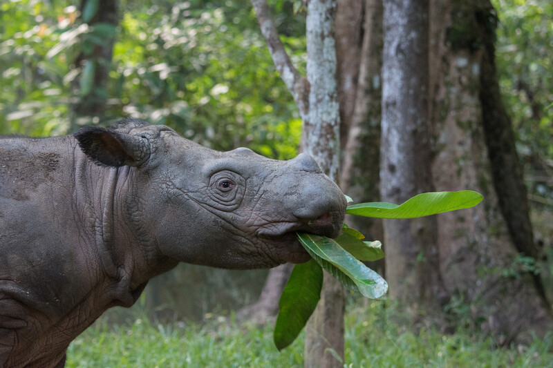 Sumatran Rhino