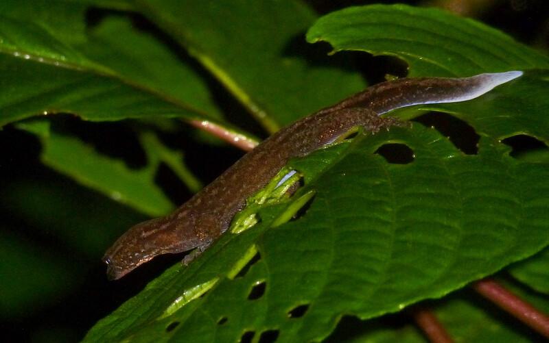 Spiny Dwarf-Gecko (Lepidoblepharis conolepis). Photo by Andreas Kay via Creative Commons license