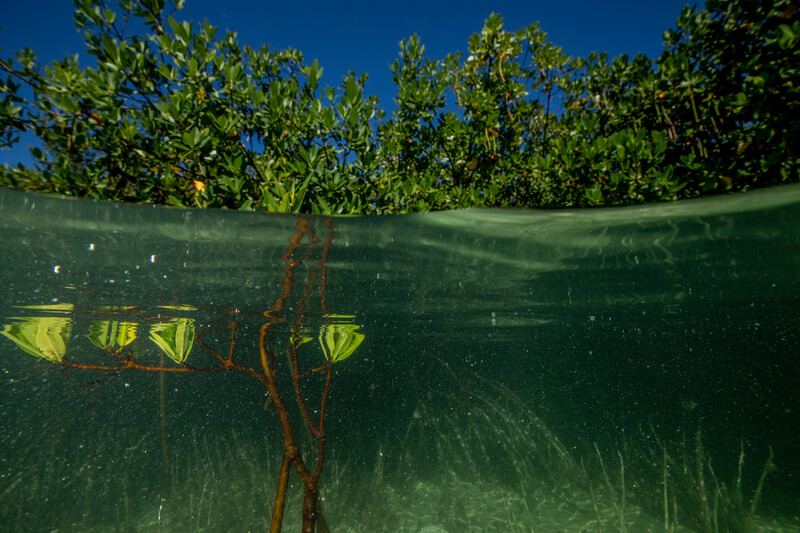 Mangroves showing extensive root systems in Savannah Sound