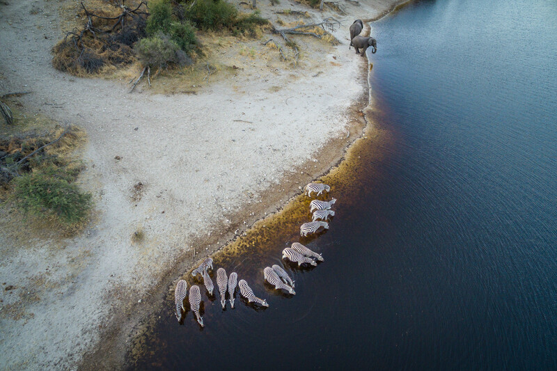 Plains Zebra and Savanna Elephants gather to drink from the life-giving waters of the Okavango River Basin.