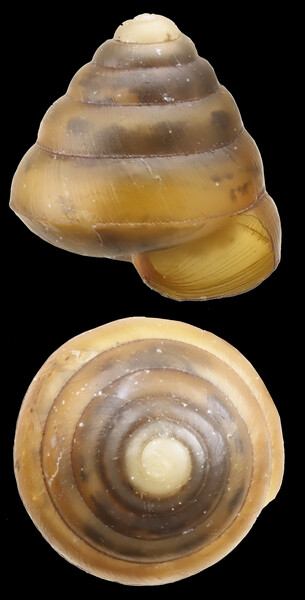 Kaliella crandalli, a species of snail in Makira Natural Park with a cone-shaped shell measuring less than an inch in diameter. (Photo by Dmitry Telnov)