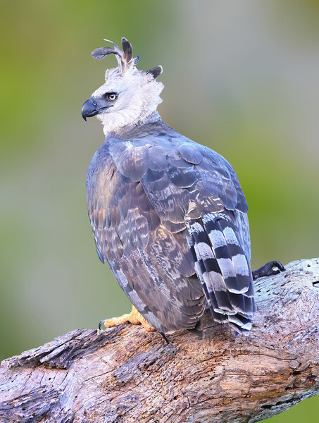 Harpy Eagle (Greg Homel, Natural Elements Productions)
