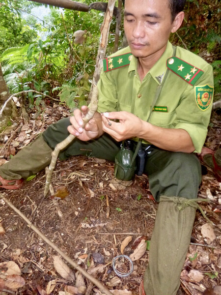 Ranger in Vietnam removing snare (Photo by Andrew Tilker, Re:wild)