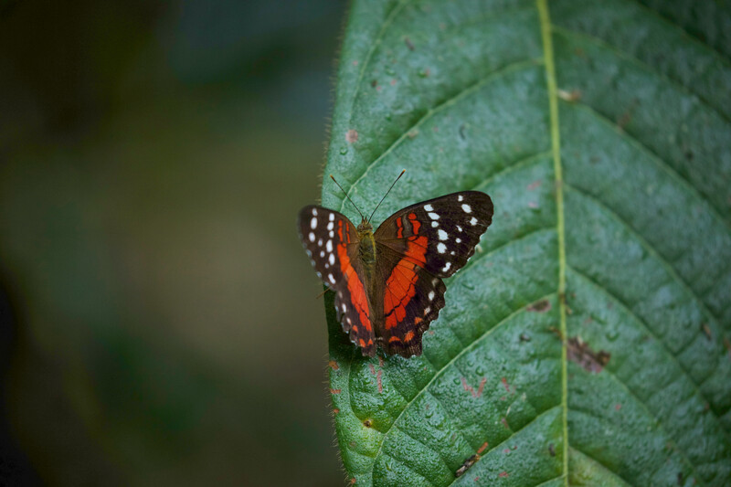 Photo taken during the expedition searching for Urich's Tyrannulet in Venezuela in May 2021. (Photo by David Ascanio)