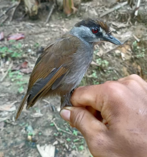 The first confirmed sighting of a black-browed babbler in more than 170 years. The bird was accidentally caught by two local men in Kalimantan, Borneo, Indonesia and was released back to the forest unharmed. (photo courtesy of Birdpacker)
